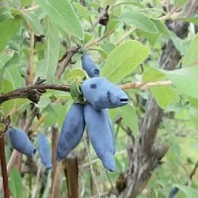 Жимолость съедобная ПУШКИНСКАЯ в Самохваловичи