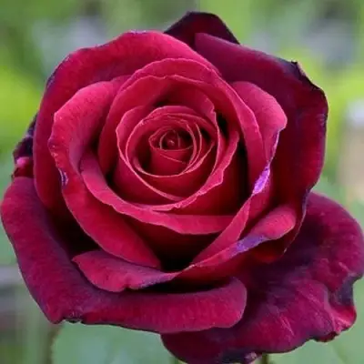 Роза ПАПА МЕЙЯН чайно-гибридная в Самохваловичи