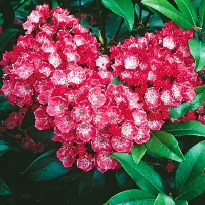 Кальмия КАРДИНАЛ в Самохваловичи