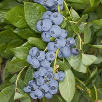 Голубика ЛИБЕРТИ в Самохваловичи