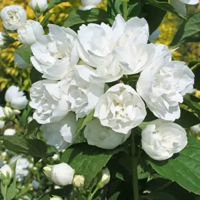 Жасмин махровый в Самохваловичи