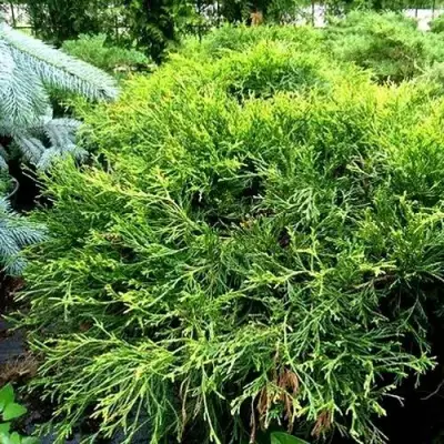 Кипарисовик ФИЛИФЕРА АУРЕА ВАРИЕГАТТА горохоплодный в Самохваловичи