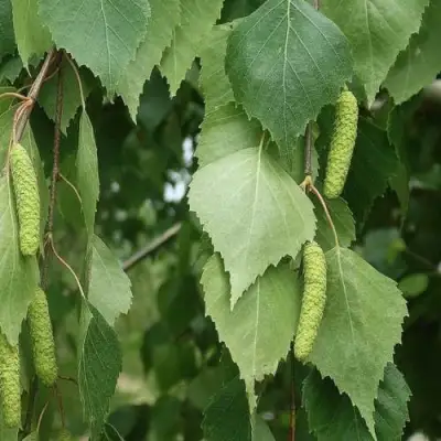 Береза бородавчатая в Самохваловичи