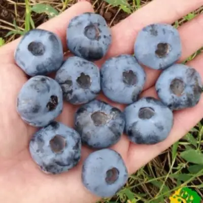 Голубика ЧАНДЛЕР в Самохваловичи
