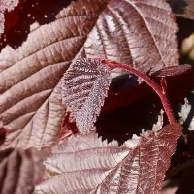 Фундук СИРЕНА в Самохваловичи
