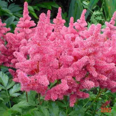 Астильба БОНН японская в Самохваловичи