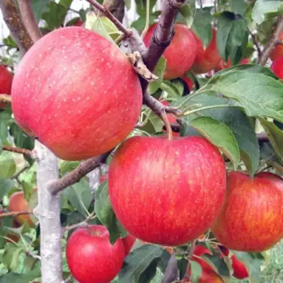 Яблоня ЖЕНЕВА (ЖЕНЕВА ЭРЛИ) в Самохваловичи