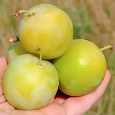 Слива РЕНКЛОД ранний в Самохваловичи