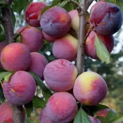 Слива ИМПЕРИАЛ колонновидная в Самохваловичи