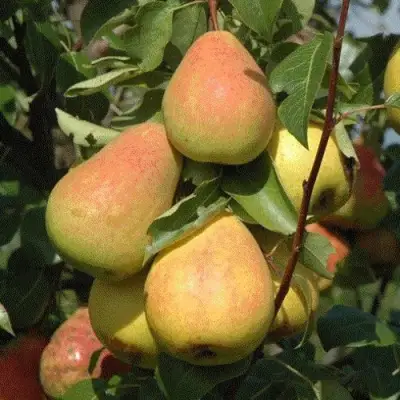 груша Северянка