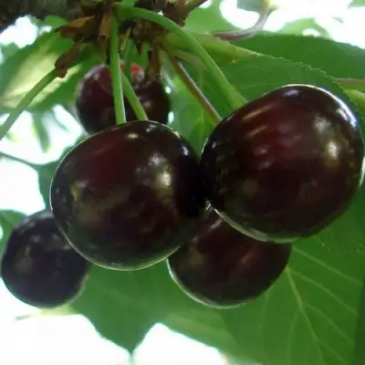 Дюк КСЕНИЯ (ЧЕРЕВИШНЯ) в Самохваловичи