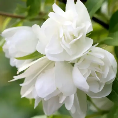 Жасмин МАНТО Д’ЭРМИН в Самохваловичи