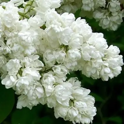 Сирень ПАМЯТЬ О КОЛЕСНИКОВЕ в Самохваловичи