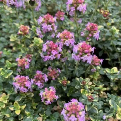 Тимьян ДОННА ВАЛЕЙ лимоннопахнущий в Самохваловичи