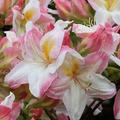 Азалия САТОМИ японская в Самохваловичи