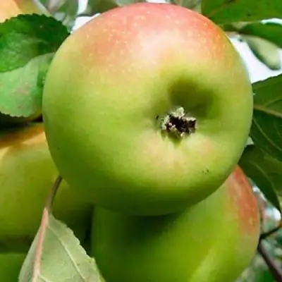 Яблоня БРАТ ЧУДНОГО стелющаяся в Самохваловичи