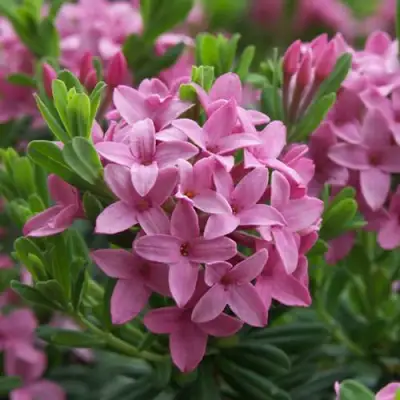 Волчеягодник КОЛЛИНА ГАРАЛЕНС в Самохваловичи