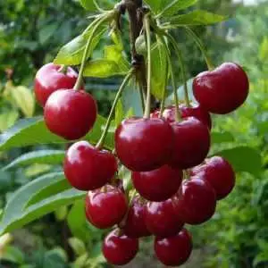 Дюк ФАКЕЛ в Самохваловичи