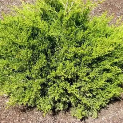 Можжевельник ИЗАБЕЛИН китайский в Самохваловичи