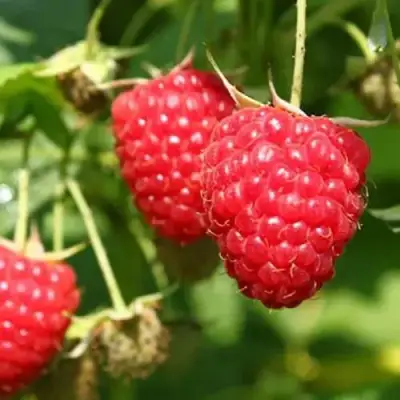 Малина БАЛЬЗАМ в Самохваловичи