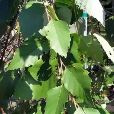 Береза САММЕР КАСКАД черная в Самохваловичи