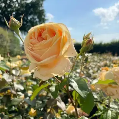 Роза КЕНДЛАЙТ чайно-гибридная в Самохваловичи