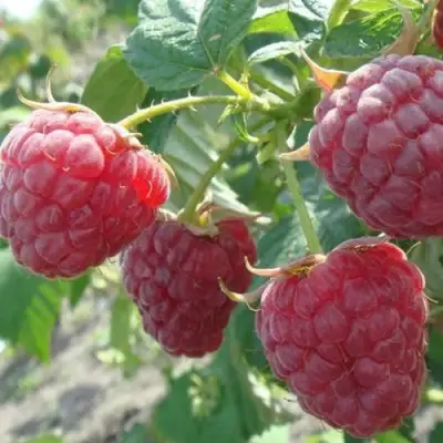 Малина БРУСИЛОВСКАЯ в Самохваловичи