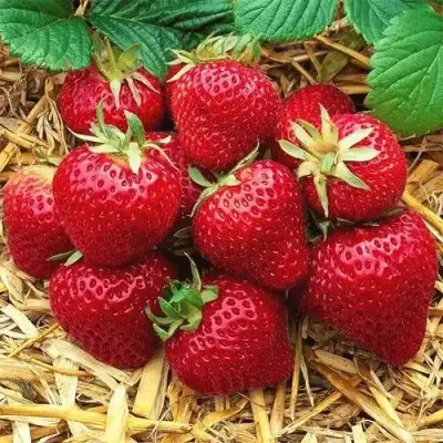 Клубника ХОНЕЙ в Самохваловичи