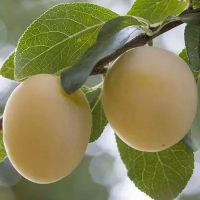 Слива УТРО в Самохваловичи