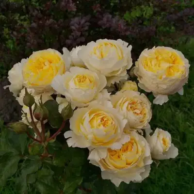 Роза БЕАТРИС английская в Самохваловичи