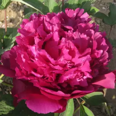 Пион ТАЙНАЯ СТРАСТЬ древовидный в Самохваловичи