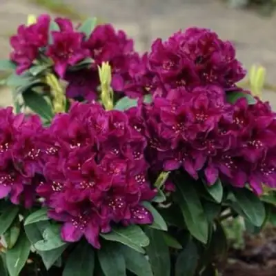 Рододендрон КАЛИ в Самохваловичи