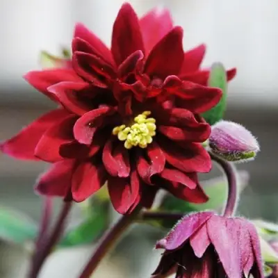 Аквилегия РУБИ ПОРТ обыкновенная в Самохваловичи