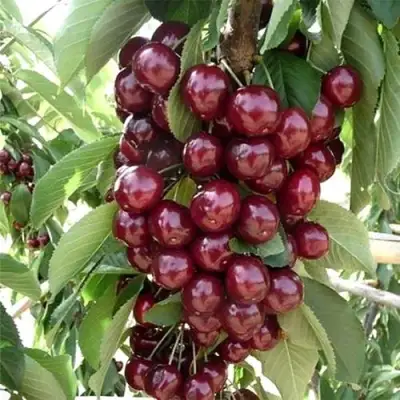 Черешня СИЛЬВИЯ колоновидная в Самохваловичи