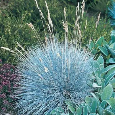 Овсяница АЙСФОГЕЛЬ сизая в Самохваловичи