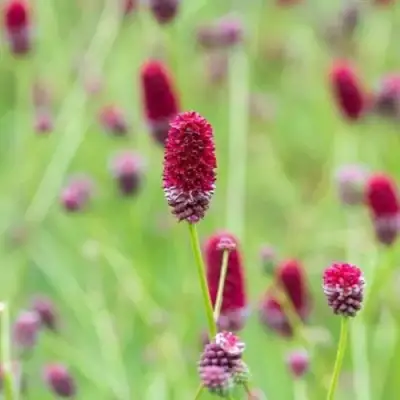 Кровохлебка БИТЛВИНГЗ в Самохваловичи