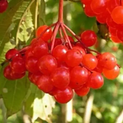 Калина ПАМЯТИ ВАЛЕНТИНЫ в Самохваловичи