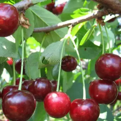 Дюк ИВАНОВНА в Самохваловичи