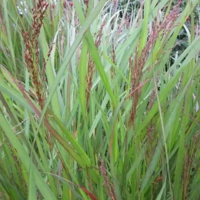 Просо ВЭРРИОР прутьевидное в Самохваловичи