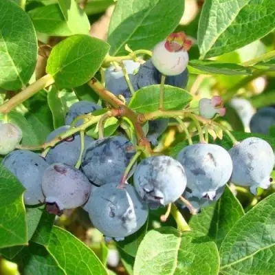 Голубика БЛЮДЖЕЙ в Самохваловичи