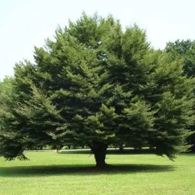 Бук обыкновенный в Самохваловичи