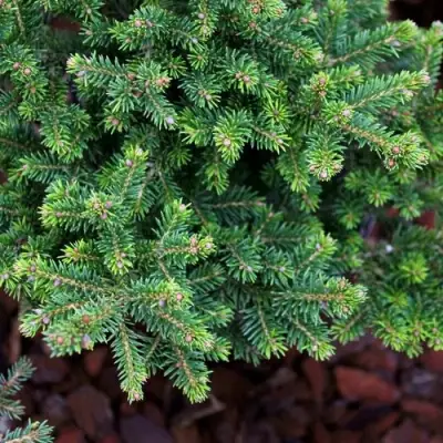 Ель ВИЛС ЦВЕРГ обыкновенная в Самохваловичи