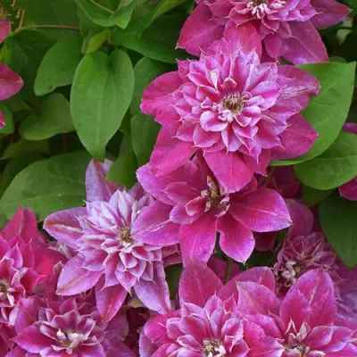 Клематис МАЙ ДАРЛИНГ  в Самохваловичи