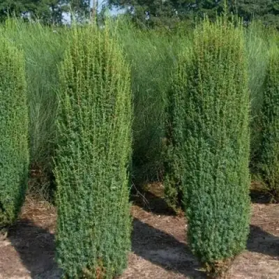 Можжевельник ХИБЕРНИКА обыкновенный  в Самохваловичи