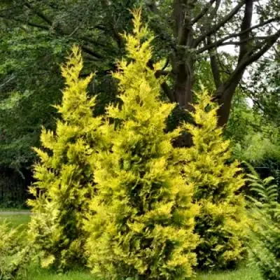 Туя ГОЛДЕН БРАБАНТ западная в Самохваловичи