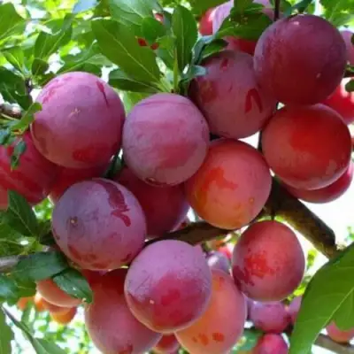 Слива НЕКТАРИННАЯ АРОМАТНАЯ в Самохваловичи