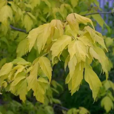 Клен ясенелистный в Самохваловичи