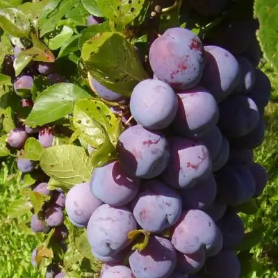 Слива НАГРАДА НЕМАНСКАЯ в Самохваловичи