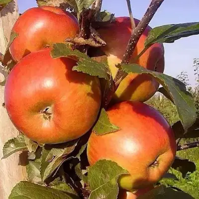 Яблоня ФРИДОМ в Самохваловичи