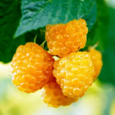 Малина МЕДОВАЯ в Самохваловичи